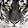 avatar of Pofkee pofkius