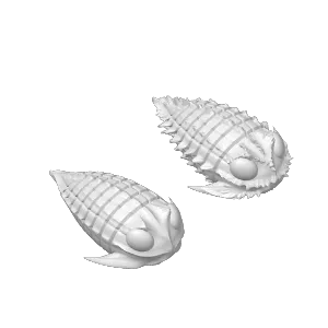 Articulated trilobites x 2