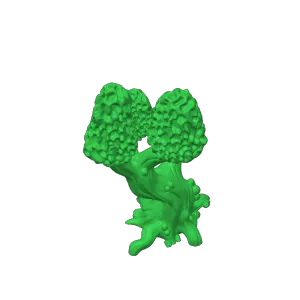 RPM Patreon "Morel mushroom tree"
