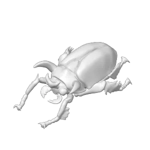 Horned Scarab Beetle