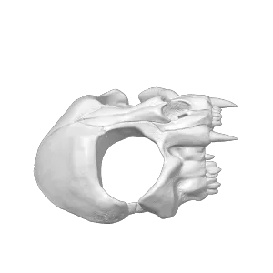 wearable cat skull mask