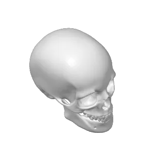 Human skull