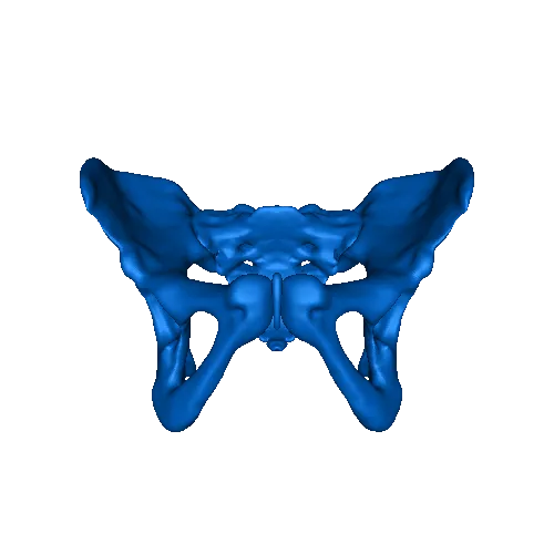 Pelvis
