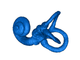 Inner Ear Cochlea-0