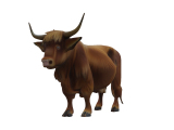 Highland cow-0