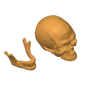 Skull - Anatomy 3D print model