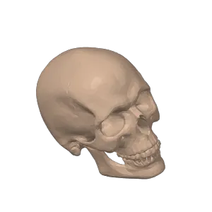 Realistic human skull