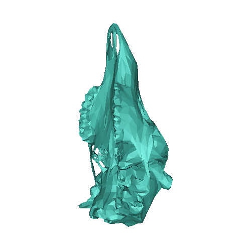 Cranio di cervo in low poly