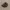 Prank dog poop