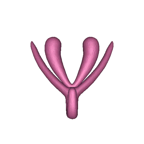 Clitoris ear