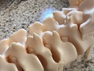 Column bone
