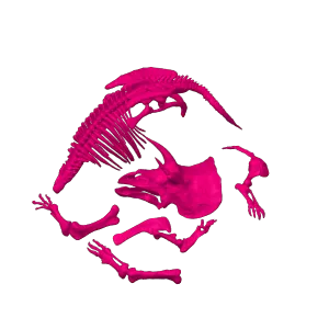 Triceratops-skeleton