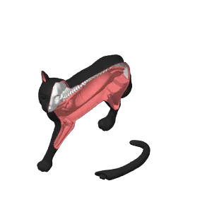 Black and white cat anatomical model