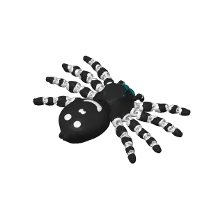 Bold Jumping spider