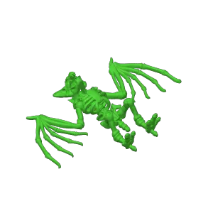bat skeleton