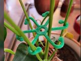 Plant clip hook support-0