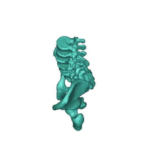 Modelo de pelvis a tamaño natural