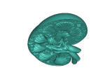 human kidney-1