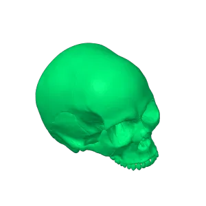 skull