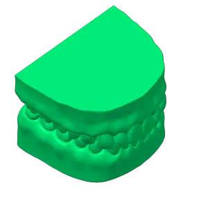 Human teeth model