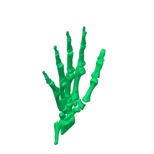 hand bones from NIH