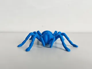 Tarantula Spider