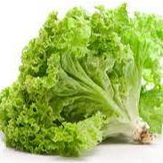 -Lettuce-