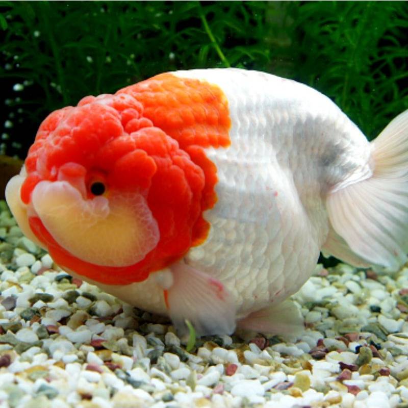 avatar of The 3D BROS