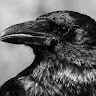 avatar of crowofhope