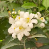 avatar of Fatima Account