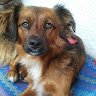avatar of FEDR OSVI