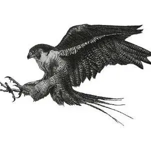 3D Falcon