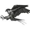 avatar of 3D Falcon