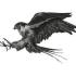 avatar of 3D Falcon