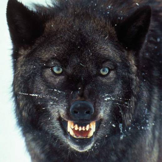 avatar of Djwolfy