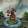 avatar of D Champion