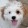 avatar of Dog 234