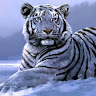 avatar of chris scalisi
