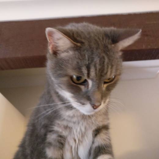 avatar of squizprint