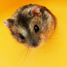 avatar of Antreas Perentes
