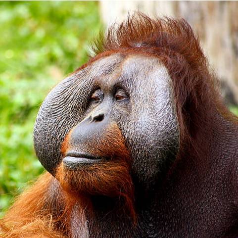 avatar of chimp_screech