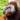 avatar of chimp_screech