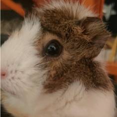 avatar of Linkin Leonheart