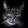 avatar of user3614747511