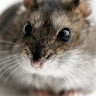 avatar of Hamster Aguilar