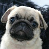 avatar of PUG