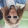 avatar of Niihhy Vai toma no cu