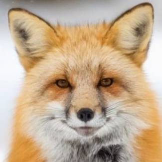 avatar of Fuxulu