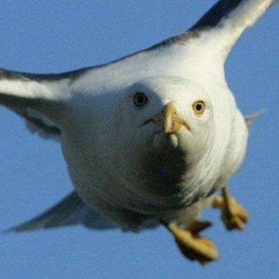 avatar of Insane Seagu11