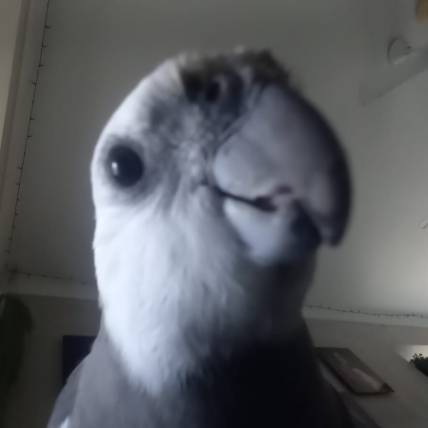 avatar of Dundae